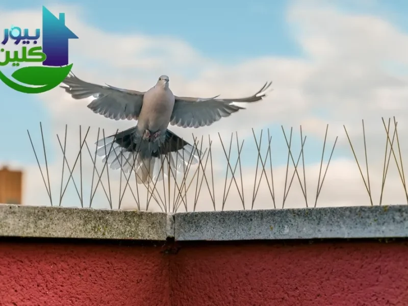 مكافحة الحمام في الشارقة