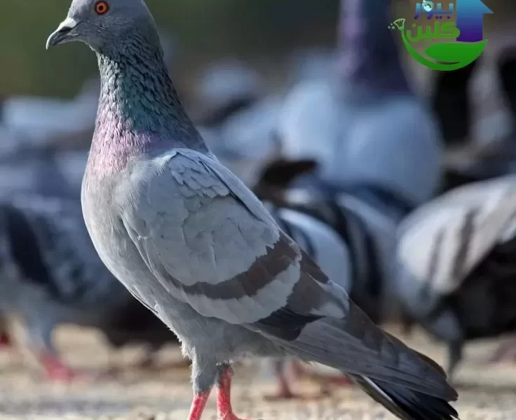 مكافحة الحمام والطيور - توريد وتركيب الاشواك مع الكفالة