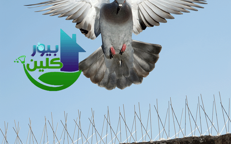 شركة مكافحة الحمام في حتا - 0544652567 - مكافحة الحمام شركة مكافحة الحمام في عجمان