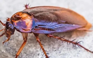 شركة مكافحة الصراصير في دبي - حلول فعالة وامنة في 5 خطوات