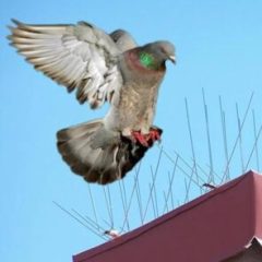 خدمة : مكافحة الحمام