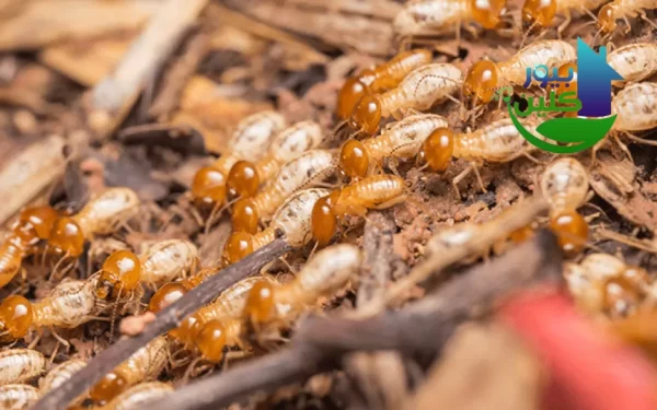 طرق التخلص من الرمة