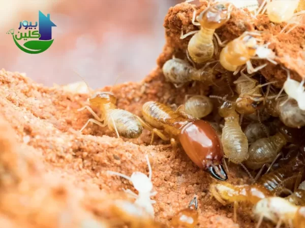 أسباب ظهور الرمة في البيت4