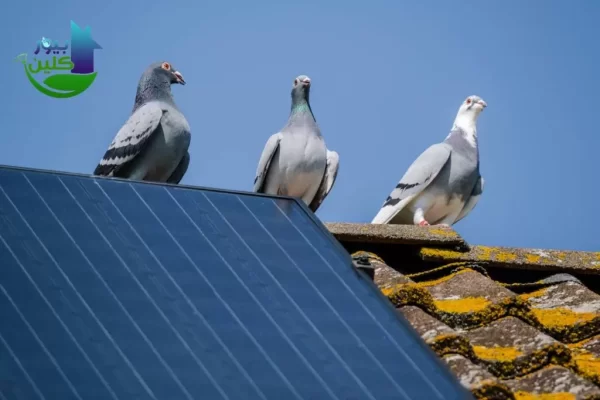 مكافحة الحمام والطيور