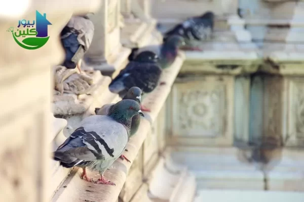 أرخص شركة مكافحة الحمام والطيور