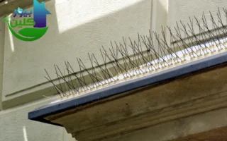 مكافحة الحمام في الفجيرة - احدث تقنيات مكافحة الحمام