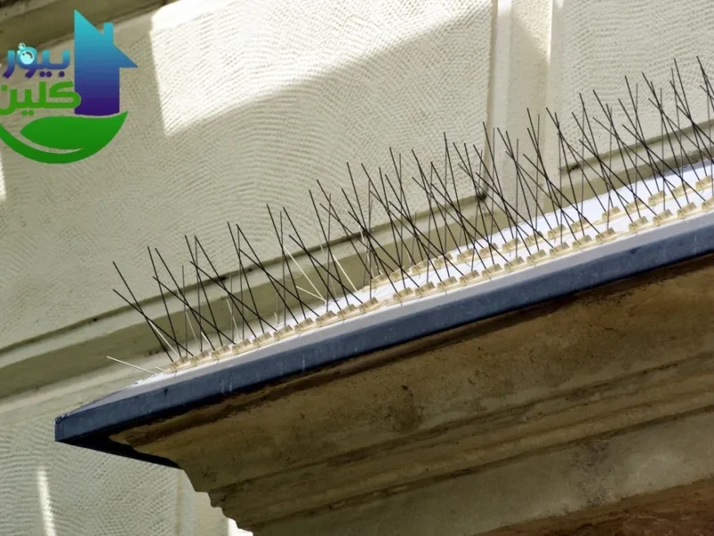 مكافحة الحمام في الفجيرة - احدث تقنيات مكافحة الحمام مكافحة الحمام في الفجيرة