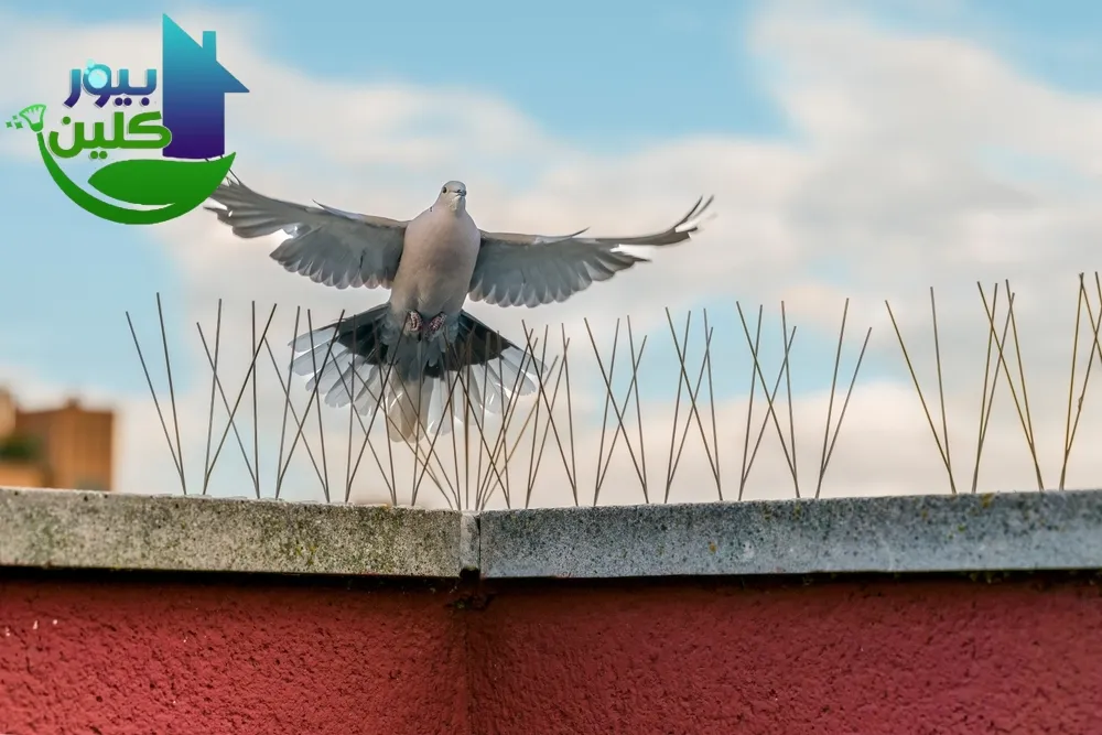 شركة مكافحة الحمام في حتا