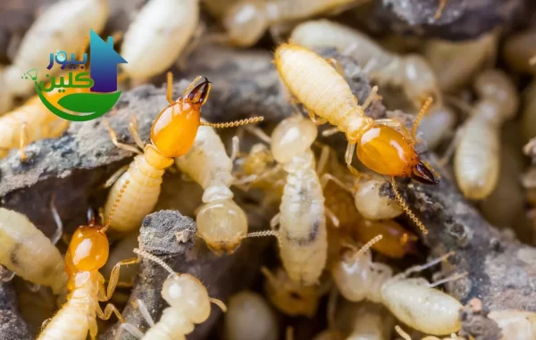 حقن الدفان في الجدار