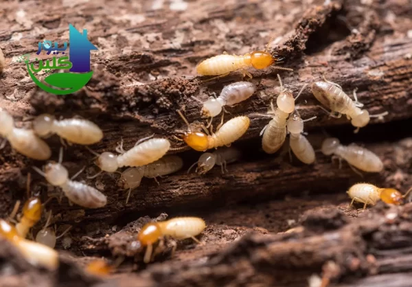 خطوات حقن الدفان في الجدار