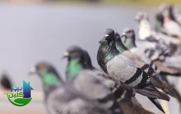 اهم عيوب تواجد الحمام في العين