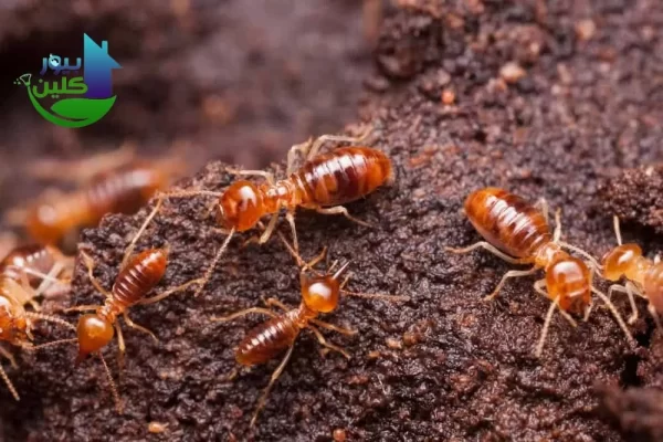 شركة مكافحة الرمة في حتا