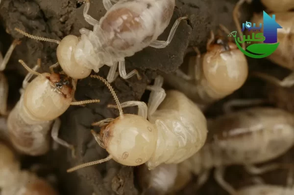 شركة رش النمل الأبيض من خلال الثقوب