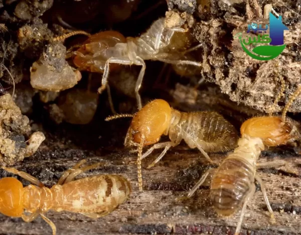 أهم ما يميز شركة رش النمل الأبيض من خلال الثقوب