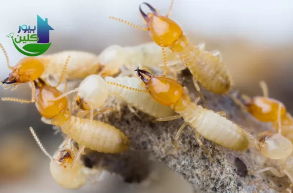 أسعار خدمات مكافحة النمل