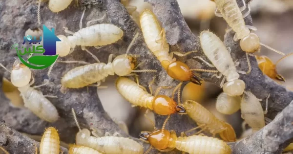 شركة علاج الرمة في الجدار1