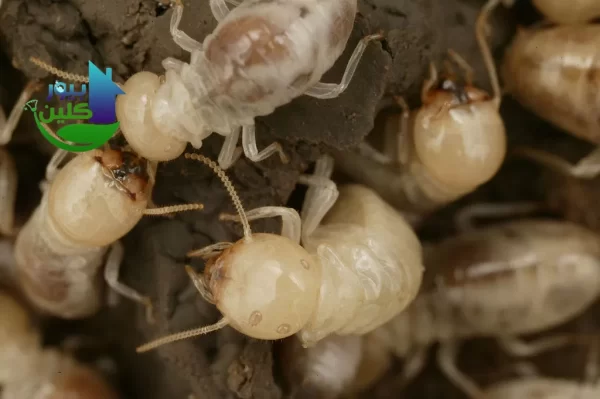 أفضل طرق علاج الرمة في الجدار