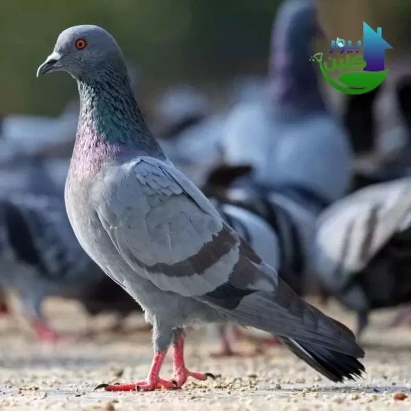 شركة مكافحة الحمام في الامارات طارد حمام2