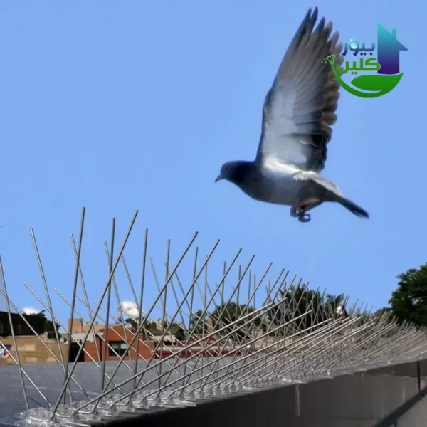 شركة مكافحة الحمام في دبي