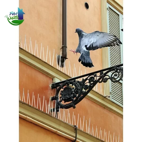 شركة مكافحة حمام والطيور الفجيرة