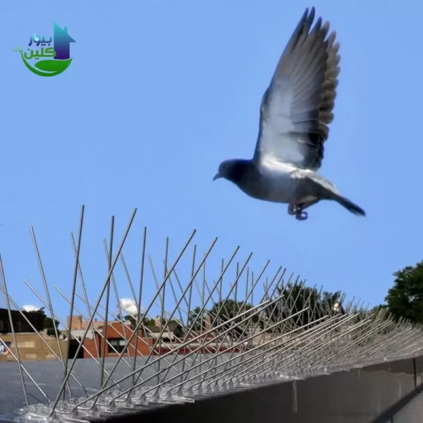 شركة مكافحة الحمام في الفجيرة