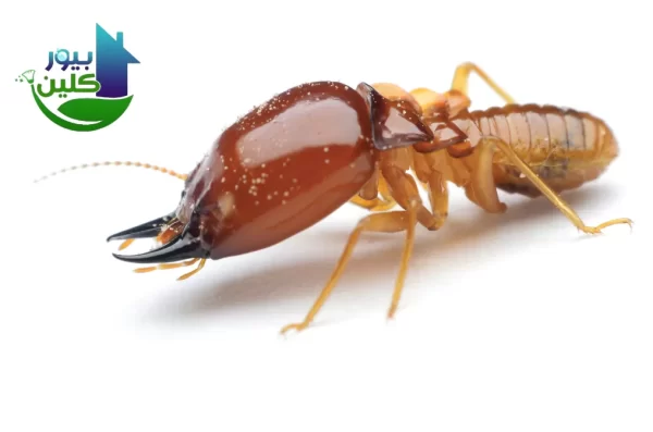 شركة مكافحة الرمة في زعبيل