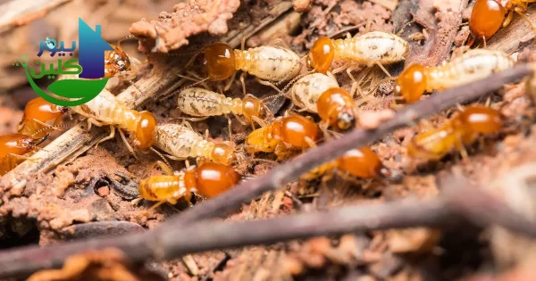 شركة مكافحة الرمة في قرهود
