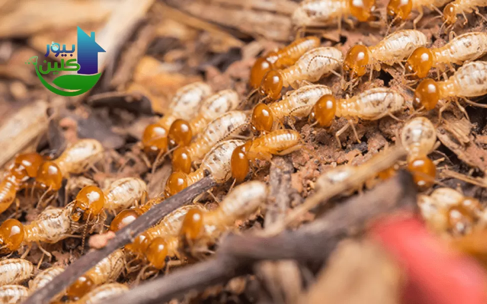 شركة مكافحة الرمه في الذيد
