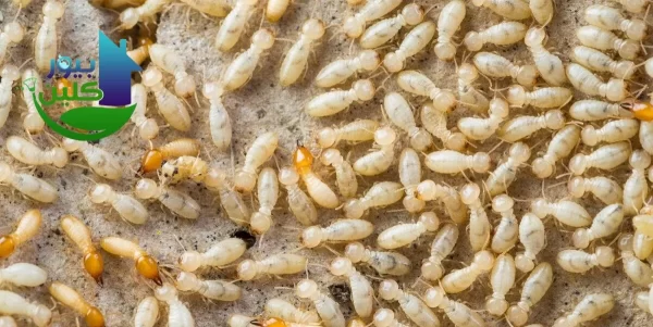 أسعار خدمات مكافحة الرمة في زعبيل