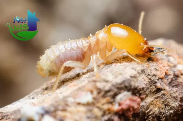 شركة مكافحة الرمة في ند الحمر