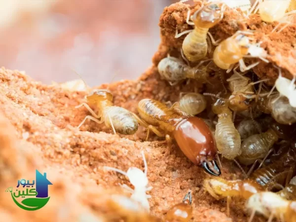 شركة بيور كلين لخدمات مكافحة وإبادة الحشرات والقوارض