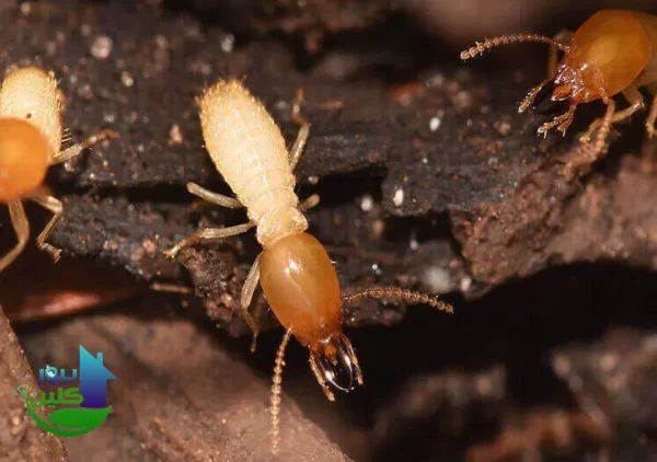 أهم الاستراتيجيات التي تتبعها شركة بيور كلين في مكافحة الرمة