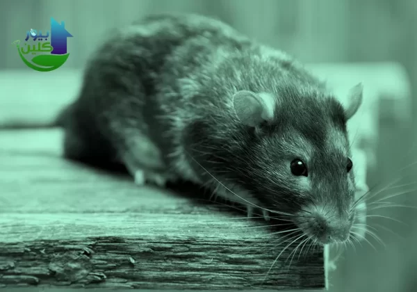 شركة مكافحة الفئران دبي