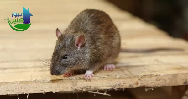 ما هي أنواع مصائد الفئران؟