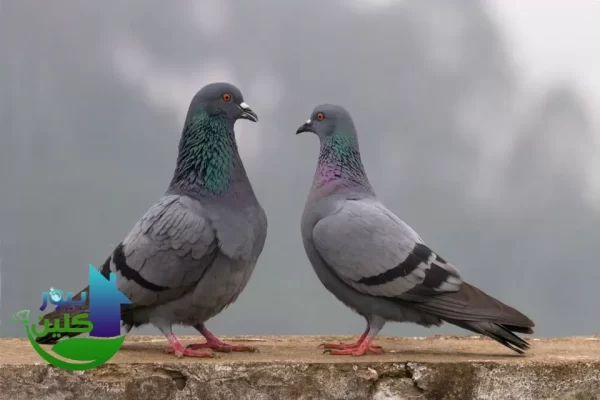 شركة مكافحة حمام في ابوظبي 