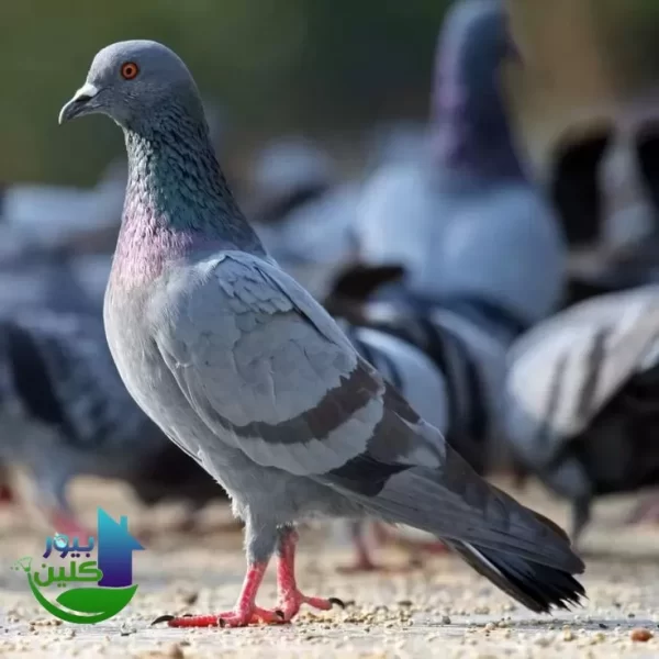 أقراص كفاك لطرد الحمام بابو ظبي