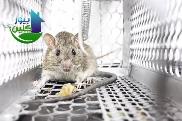 شركه مكافحه الفئران دبي.