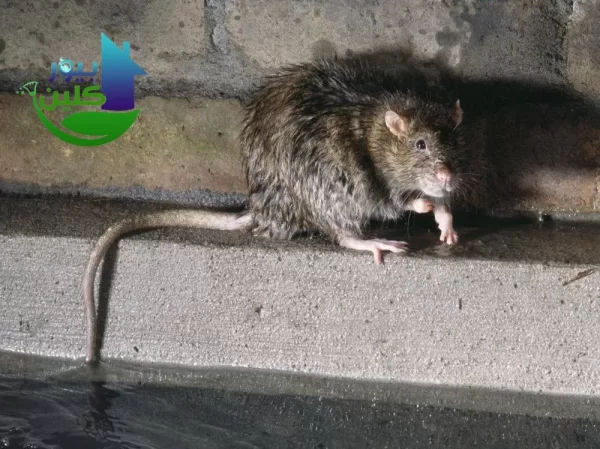 عملية وطريقه بيور كلين أحد شركات مكافحه الفئران في دبي.