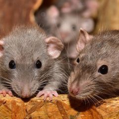 خدمة : مكافحة الفئران