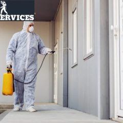 خدمة : مكافحة الحشرات