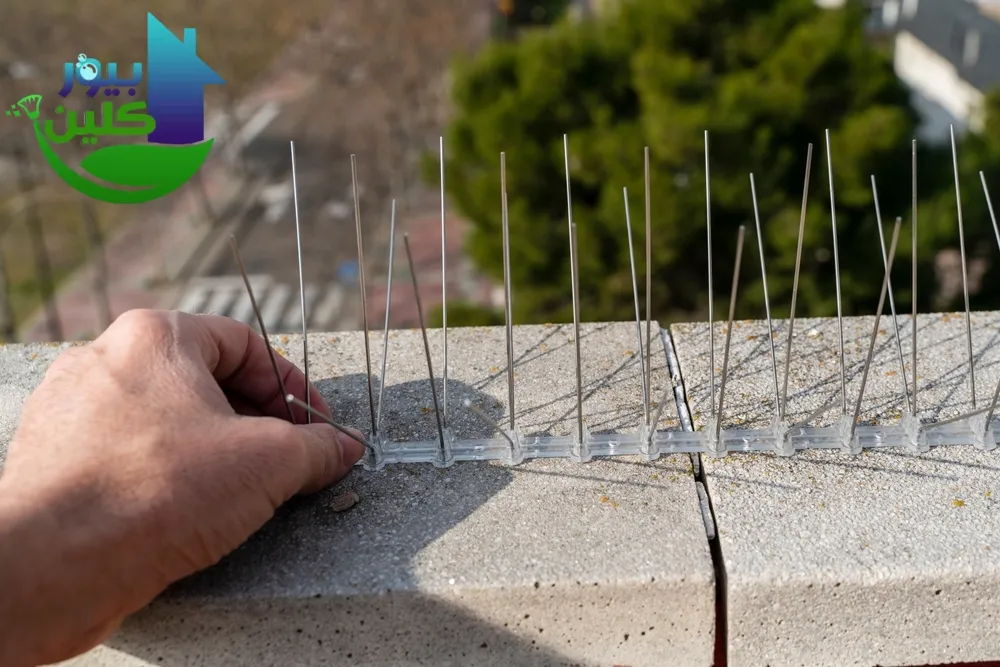 شركة مكافحة الحمام في حتا